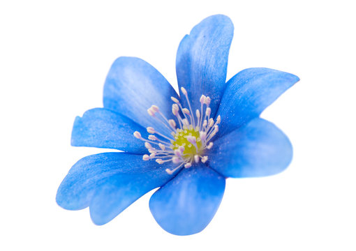 spring blue flower isolated