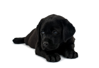 Puppy Black Labrador