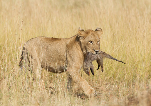 Female lion with mongoose kill, in yellow dry grass, Masai Mara, Kenya, Africa