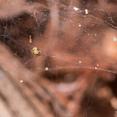 yellow spider