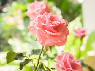 Close up pink rose