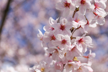 Fototapeta premium 満開の桜の花