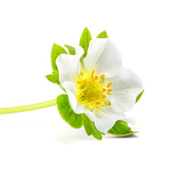 fresh strawberry flower on white