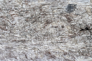 wood texture. background old panels