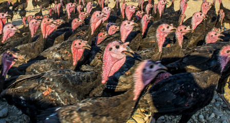Obraz premium Flock of turkeys being herded through the village