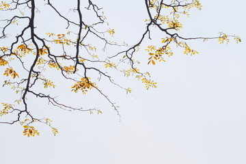 Gold leafs of tree in summer with white background  