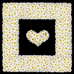 Love frame from white daisies flowers