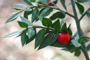 Pungitopo (Ruscus aculeatus) con bacche