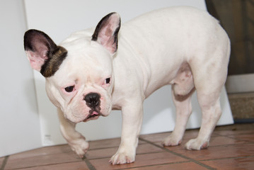 Fototapeta premium Front side French bulldog looks smart