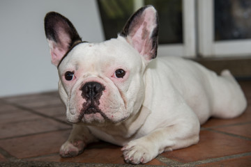 Fototapeta premium Front side French bulldog looks smart
