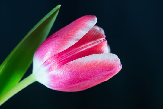 Tulpe auf schwarzem Grund