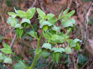 pianta di Elleboro (Helleborus phoetidus) con fiori