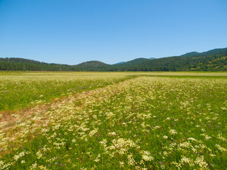 Petelinje intermittent lake in dry summer season