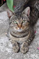 beautiful tabby cat with green eyes in the garden