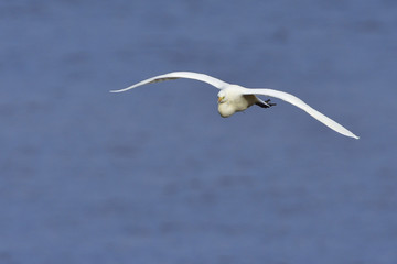 Silberreiher im Flug