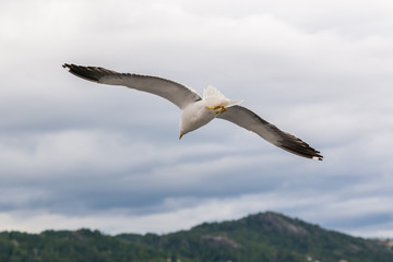 Seagull flying over the ocean