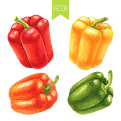 Watercolor set of colorful bell peppers
