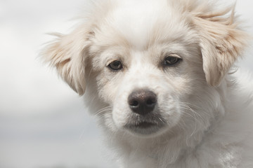 Naklejka na ściany i meble Adorable white puppy