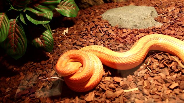 Red / Orange albino Snake attack a gray mouse