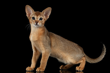 Standing Abyssinian Kitten and Looking in Camera isolated on black
