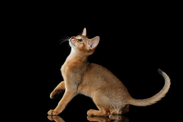 Playful Abyssinian Kitten Looking up isolated on black background