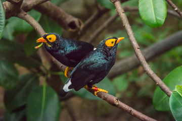 Yellow-faced Myna (Mino dumontii)