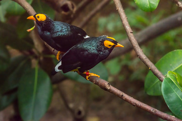 Yellow-faced Myna (Mino dumontii)