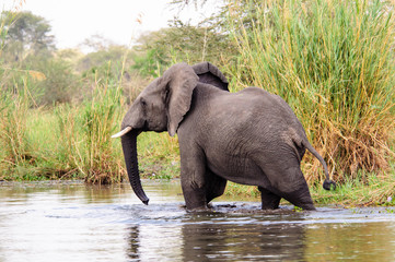 African Elephant paddling in the river