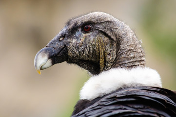 Head shot of a Condor