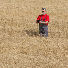 Naklejka na ściany i meble Agricultural scene, farmer or agronomist inspect wheat field