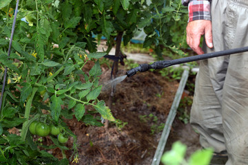spray tomatoes from pests