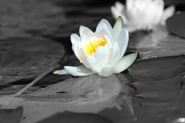 Foto auf Acrylglas Wasserlilien weiße Seerose