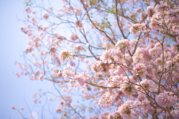 Spring Pink Blossoms ,Pink flowers