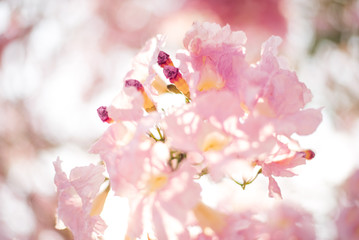 Spring Pink Blossoms ,Pink flowers