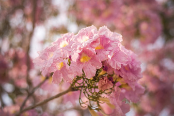 Naklejka premium Spring Pink Blossoms ,Pink flowers