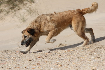 Mischlingshund in den Dünen