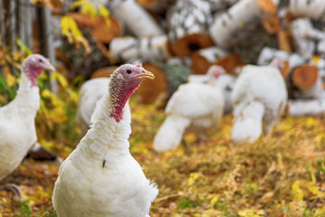 The white turkey