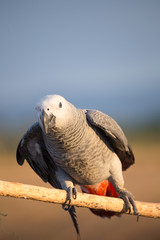 Fototapeta premium African Grey Parrot