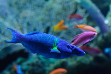 Bird Mouth Wrasse in the blue aquarium