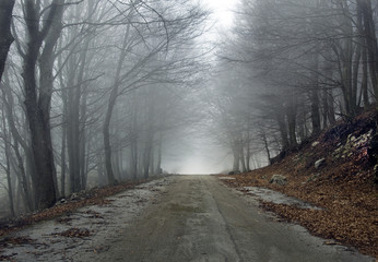 La strada nel bosco nebbioso