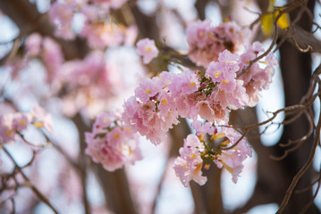 Spring Pink Blossoms ,Pink flowers