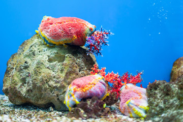 aquarium world