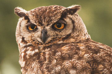 European owl