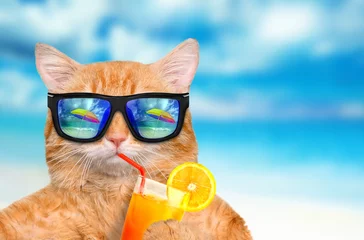 Fototapeten Katze mit Sonnenbrille, die sich im Meereshintergrund entspannt © Rasulov