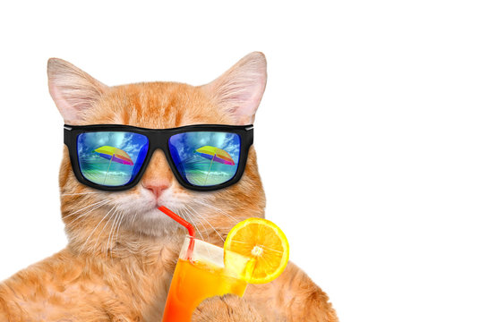 Cat wearing sunglasses relaxing in the sea background. Isolated on white.
