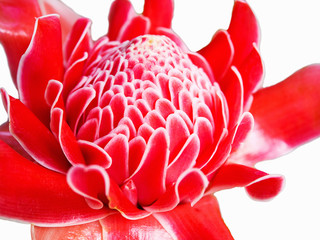 Close up red torch ginger flower  Etlingera elatior isolated on white background.