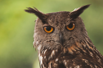European owl