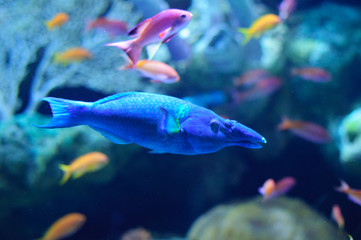 Bird Mouth Wrasse in the blue aquarium