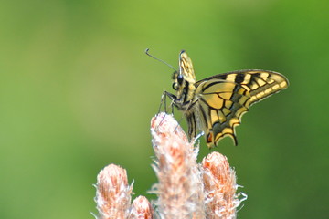 Papilio machaon