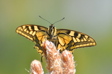 Papilio machaon